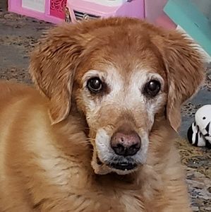 Meet your Posher, Shelly